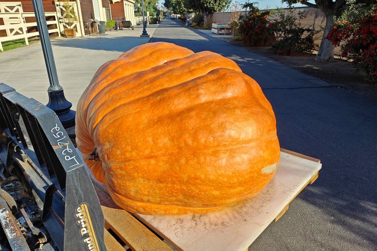 pumpkin on a forklift