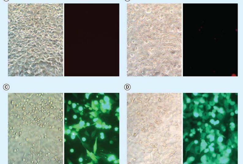 Figure 4. Transfection efficiency observed by florescence microscopy of HeLa cells following transfection by 4 μl TransfeX complexed to 1 μg plasmid DNA (Monster Green® Fluorescent Protein) or green uorescent protein expressing adenovirus in 48-well plates. (A) Untreated control cells. (B) DNA-treated cells. (C) Cells transfected with TransfeX. (D) Adenovirus-transduced cells. Left panels: Phase contrast images; Right panels: Fluorescence images.